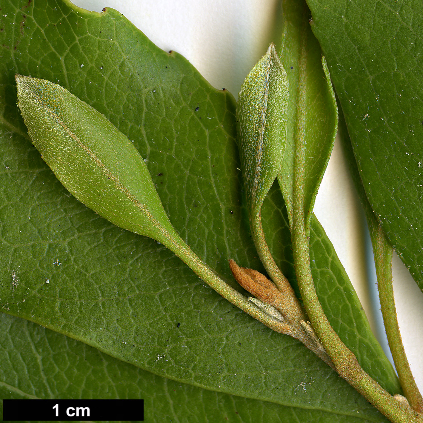 High resolution image: Family: Proteaceae - Genus: Lomatia - Taxon: ilicifolia